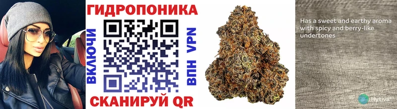 OMG как зайти  Зубцов  Бошки марихуана SATIVA & INDICA 